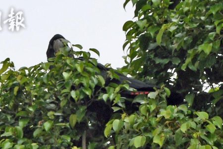 鸚鵡走失一度困樹上　消防拯救無果 (10:54) – 20250319 – 港聞