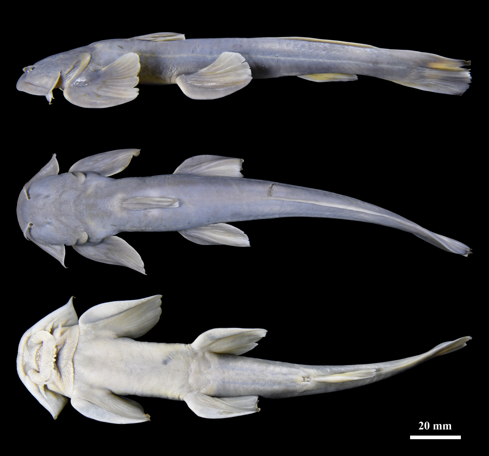 西藏發現魚類新物種「疣葉鑿齒鮡」-(21:35)-–-20251213-–-兩岸