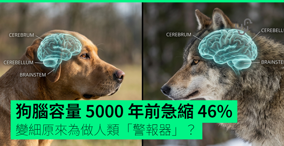 狗腦容量-5000-年前急縮-46%　變細原來為做人類「警報器」？